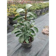 Die Grup Nura Botanik Kartopu Viburnum Lucidum, 60-80 Cm, Saksılı, Dış Mekan Bahçe Peyzaj Çit Bitkisi