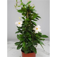 Die Grup Bitkim Sende Beyaz Sandavilla Mandevilla, 30-60 Cm, Çiçekli Tırmanıcı Bitki