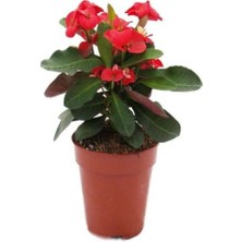 Die Grup Nura Botanik Kırmızı Milli Dikenler Tacı Mini Boy Saksılı 10-20CM Salon Bitkisi, Euphorbia Red