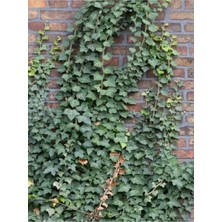 Die Grup Gardenbox Hedera Helix Kaya Sarmaşığı, 40-60 Cm, Tırmanıcı Bahçe Bitkisi, Çok Renkli