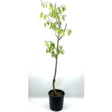 Die Grup Nura Botanik Vişne (Kütahya) Fidanı, 2-3 Yaş, 90 Cm, Bol Verimli, Soğuğa Dayanıklı