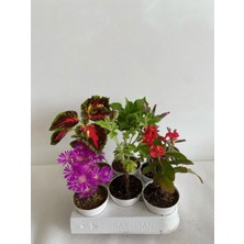 Die Grup Gardenbox 6'lı Bitki Seti, Mezem, Yaprak Güzeli, Itır, Ortanca, Kırmızı Milli Dikenler Tacı, Aşkın Göz Yaşı