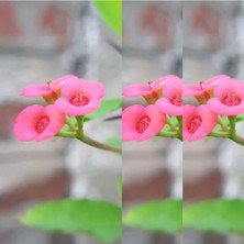 Die Grup Nura Botanik 3'lü Pembe Dikenler Tacı Çiçeği, 10-20 Cm, Tüplü, Euphorbia Milii