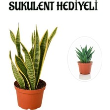 Die Grup Hediyelik Sarı Alacalı Paşa Kılıcı Bitkisi Sevgililer Gününe Özel Sukulent Hediyeli, BTS001NA2827