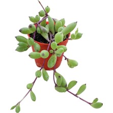 Die Grup Serada Decor & Plant Yakut Kolyesi Sukulent Othonna Capensis, Sarı Çiçekli, 5.5 cm Saksı