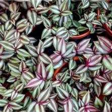 Die Grup Gardenbox Tradescantia Zebrina Çiçeği, Saksılı, 30-50CM, Yeşil Alacalı