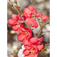 Die Grup Nura Botanik Yörük Gelini Fidanı, Kırmızı Çiçekli, Saksılı, 35-65CM, Japanese Quince