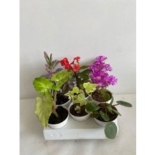 Die Grup 6'lı Bitki Seti Melek Kanadı+Aşkın Göz Yaşı+Hedera+Kırmızı Milli Dikenler Tacı+Pilea+Mezem