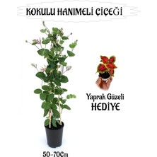 Die Grup Bitkim Sende Mis Kokulu Hanımeli Çiçeği, Yaprak Güzeli Hediye Peyzaj Seti, 50-70CM