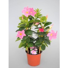 Die Grup Nura Botanik Pembe Mandevilla Sandavilla Sarmaşık Bitkisi, 30-60 Cm, Saksıda, Canlı Renkli Çiçekli