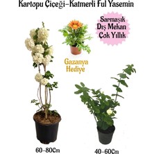 Die Grup Gardenbox Kartopu Çiçeği, Katmerli Ful Yasemin, Turuncu Gazanya Hediyeli Saksılı Bahçe Seti, Çok Renkli