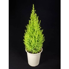 Die Grup Nura Botanik Limoni Servi, 30-70 Cm, Saksılı, Dış Mekan Ağacı
