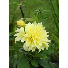Die Grup Nura Botanik Sarı Yıldız Çiçeği Dalle Çiçeği 1 Adet Saksılı 20-60 cm Bahçe Teras Bitkisi Dahlia