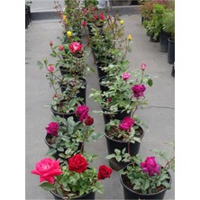 Die Grup Serada Decor & Plant Yediveren Kokulu Aşılı Gül, 25-60 Cm, 5 Adet, Pembe-Kırmızı-Turuncu-Beyaz-Sarı