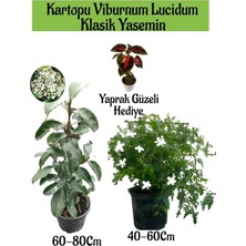 Die Grup Nura Botanik Kartopu Viburnum Lucidum Klasik Yasemini Yaprak Güzeli Hediye Bahçe Bitkisi Seti, Çok Renkli