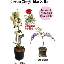 Die Grup Bitkim Sende Kartopu Çiçeği, Mor Salkım, Sarı Gazanya Hediyeli Saksılı Bahçe Seti, Çok Renkli