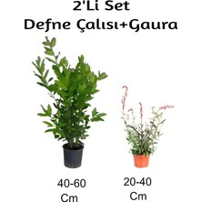 Die Grup Serada Decor & Plant Defne Çalısı + Gaura Çiçeği 2'li Set Dış Mekan Bitkisi