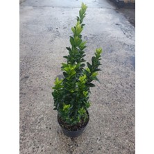 Die Grup Serada Decor & Plant Canlı Yeşil Taflan Çiçeği, 30-40 Cm, Sakısılı, Euonymus Japonicus