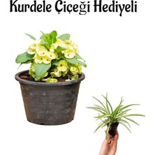 Die Grup Nura Botanik Sarı Renk Miili Dikenler Tacı Çiçeği, Kurdele Çiçeği Hediyeli