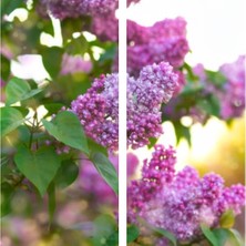 Die Grup Serada Decor & Plant Kokulu Leylak Çiçeği Fidanı, 30-50 Cm, Saksılı, Syringa