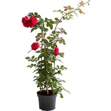 Die Grup Gardenbox Kırmızı Yediveren Sarmaşık Gül Fidanı, 50-80 Cm, Tüplü Aşılı Gül