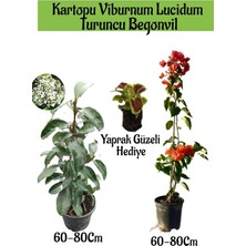 Die Grup Nura Botanik Kartopu Viburnum, Turuncu Begonvil, Yaprak Güzeli Bahçe Bitkisi Seti, 60-80 Cm, Çok Renkli