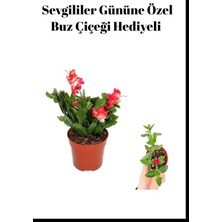 Die Grup Anneler Gününe Özel Kırmızı Renk Yılbaşı Çiçeği Buz Çiçeği Hediyeli, BTS001NU017