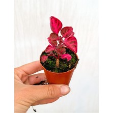 Die Grup Nura Botanik Çingene Şalvarı Bitkisi Iresine Herbstii, 5.5 cm Mini Saksı, Pembe