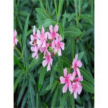 Die Grup Nura Botanik Pembe Çiçekli Zakkum Fidanı, 60-100 Cm, 2 Adet, Tüplü, Pink Oleander