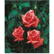 Die Grup Gardenbox Narçiçeği Yediveren Kokulu Gül Fidanı, Saksılı, 10-15CM, Pomegranate Blossom Rose