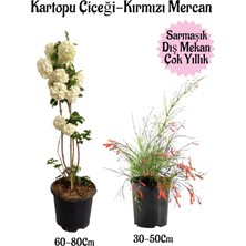 Die Grup Kartopu Çiçeği 1 Adet +Kırmızı Mercan 1 Adet Saksılı Bahçe Peyzaj Seti, BTSNA01KAR36