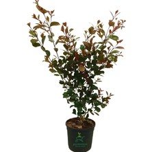 Die Grup Gardenbox Evgenya Çalısı Bahçe Peyzaj Bitkisi, 50-70CM, Saksılı, Eugenia Etna Fire