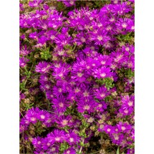 Die Grup Nura Botanik Drosanthemum Floribundum Acem Halısı, 30 Adet Saksılı Çiçekli Bodur Bitki, 5-15 Cm, Mor