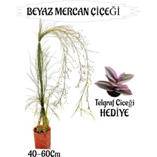 Die Grup Serada Decor & Plant Beyaz Mercan Çiçeği, 40-60 Cm, Sakılı, Telgraf Çiçeği Hediye, Bahçe Teras Bitkisi