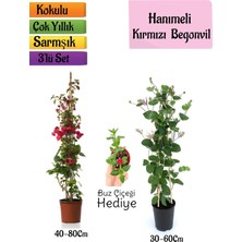 Die Grup Bitkim Sende Kırmızı Begonvil, Kokulu Hanımeli Çiçeği, Buz Çiçeği Hediyeli 3'lü Peyzaj Seti