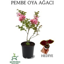 Die Grup Gardenbox Pembe Oya Ağacı, Dış Mekan Saksılı, 30-60 Cm, Yaprak Güzeli Hediye
