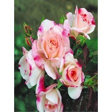 Die Grup Nura Botanik Pembe Beyaz Gül Fidanı, 40-80 Cm, Saksılı