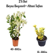 Die Grup Serada Decor & Plant Beyaz Begonvil Çiçeği Fidanı + Altuni Taflan Çit Bitkisi 2'li Set, Çok Renkli