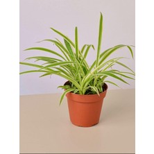 Die Grup Nura Botanik Chlorophytum Comosum Kurdele Çiçeği, 20-40CM, Saksılı