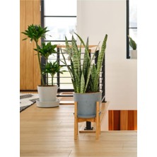 Die Grup Gardenbox Yeşil Kılıç Paşa Kılıcı Dolgun Formlu Iç Mekan Çiçeği, 20-40 cm