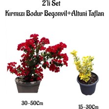 Die Grup Gardenbox Kırmızı Bodur Begonvil Çiçeği + Altuni Taflan Çit Bitkisi, 2'li Set, Dış Mekan Bitkileri