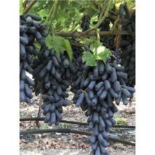 Die Grup Serada Decor & Plant Parmak Aşılı Üzüm, Siyah, 40-60 Cm, 1 Adet, Dış Mekan Bitkisi