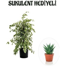 Die Grup Nura Botanik Beyaz Alacalı Benjamin Bitkisi, Sukulent Hediyeli, Sevgililer Gününe Özel