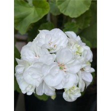 Die Grup Nura Botanik Beyaz Sardunya Çiçeği, 1 Adet, 15-30CM Saksılı, Geranium