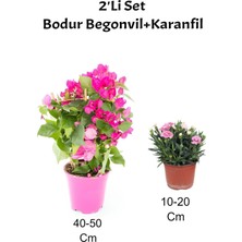 Die Grup Gardenbox 2'li Set Bodur Pembe Begonvil + Pembe Karanfil Çiçeği, Dış Mekan Bitkisi, 40-50 cm