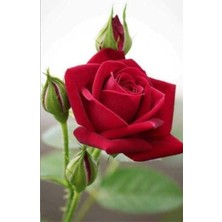 Die Grup Bitkim Sende Yediveren Kırmızı Gül Fidanı, 23-35 Cm, Saksılı Aşılı, Red Rose