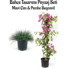 Die Grup Serada Decor & Plant Mavi Çim ve Pembe Begonvil Bahçe Seti, 2 Adet