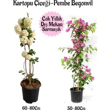 Die Grup Serada Decor & Plant Kartopu Çiçeği, Pembe Begonvil, Pembe Gazanya Saksılı Bahçe Seti, Çok Renkli