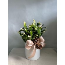 Die Grup Nura Botanik Beyaz Yılbaşı Çiçeği Fidanı, 20-30 Cm, Saksılı, White Zygocactus