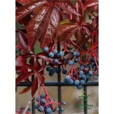 Die Grup Serada Decor & Plant Amerikan Sarmaşığı Soğuğa Dayanıklı 60-80 cm Saksılı Parthenocissus Quinquefolia
